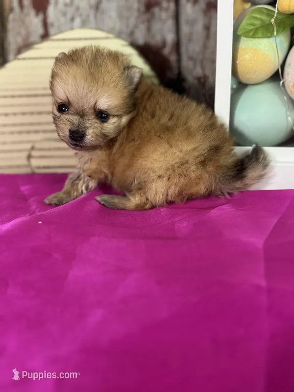 Cash – Pomeranian puppy for sale in Lamar, MO