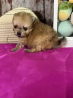 Cash, a male Pomeranian for sale in Lamar, MO – Photo 1 of 4
