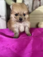 Cash, a male Pomeranian for sale in Lamar, MO – Photo 2 of 4