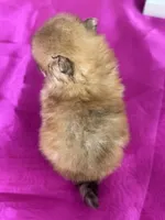 Cash, a male Pomeranian for sale in Lamar, MO – Photo 3 of 4