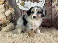Elvis, a male Toy Australian Shepherd for sale in Lamar, MO – 6 of 6