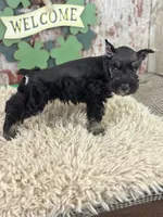 Popeye, a male Miniature Schnauzer for sale in Lamar, MO – Photo 5 of 6