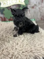 Popeye, a male Miniature Schnauzer for sale in Lamar, MO – Photo 3 of 6