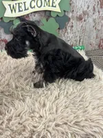 Popeye, a male Miniature Schnauzer for sale in Lamar, MO – Photo 6 of 6