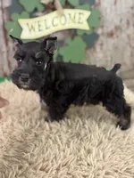 Popeye, a male Miniature Schnauzer for sale in Lamar, MO – Photo 2 of 6