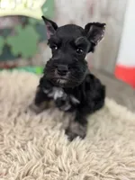Popeye, a male Miniature Schnauzer for sale in Lamar, MO – Photo 1 of 6