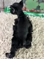 Popeye, a male Miniature Schnauzer for sale in Lamar, MO – Photo 4 of 6