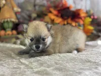 Cooky, a female Pomeranian for sale in Lamar, MO – 3 of 7