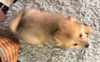 Alvin, a male Pomeranian for sale in Lamar, MO – 8 of 8