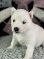 Alma, a female Siberian Husky for sale in Lamar, MO – 2 of 6