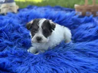 Brit, a female Miniature Schnauzer for sale in Lamar, MO – 6 of 7