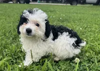 Lauren, a female Miniature Aussiedoodle for sale in Lamar, MO – 6 of 7