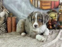 Kleo, a female Miniature Australian Shepherd for sale in Lamar, MO – 6 of 7