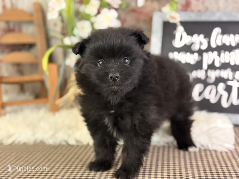 Jojo – Pomeranian puppy for sale in Lamar, MO