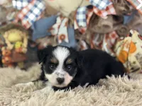 Blaze, a male Toy Australian Shepherd for sale in Lamar, MO – 4 of 5