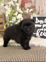 Jojo, a male Pomeranian for sale in Lamar, MO – 4 of 6
