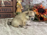 Conwell, a male Pomeranian for sale in Lamar, MO – 6 of 7