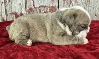 Alma, a female English Bulldog for sale in Lamar, MO – 2 of 3