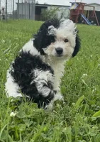 Lauren, a female Miniature Aussiedoodle for sale in Lamar, MO – 2 of 7