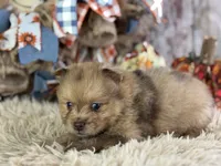 Fiji, a male Pomeranian for sale in Lamar, MO – 3 of 6