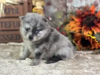 Cypress, a female Pomeranian for sale in Lamar, MO – 7 of 8