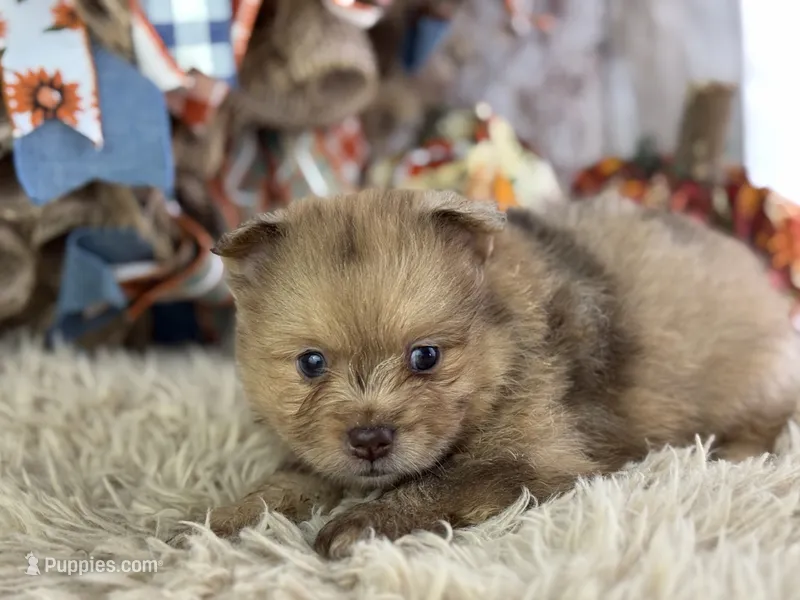 Fiji – Pomeranian puppy for sale in Lamar, MO