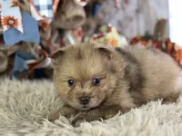 Fiji, a male Pomeranian for sale in Lamar, MO – 1 of 6