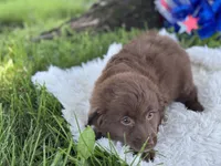 Princess, a female Miniature Aussiedoodle for sale in Lamar, MO – 4 of 7