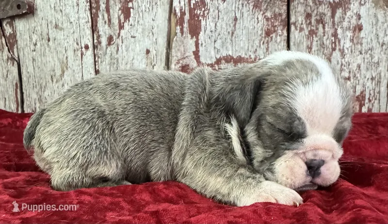 Axel – English Bulldog puppy for sale in Lamar, MO