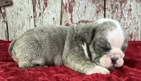Axel, a male English Bulldog for sale in Lamar, MO – 1 of 3