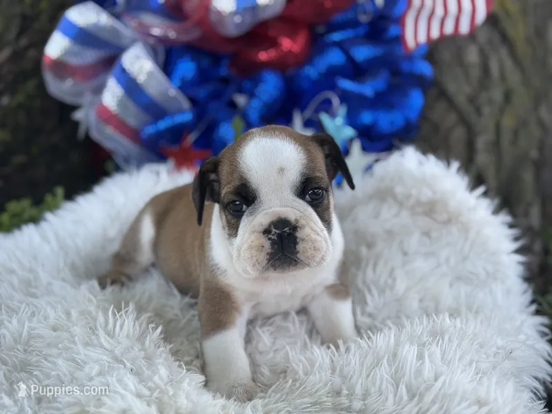 Webber – English Bulldog puppy for sale in Lamar, MO