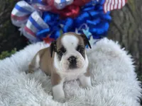Webber, a male English Bulldog for sale in Lamar, MO – 1 of 7