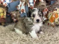 Skippy, a male Miniature Aussiedoodle for sale in Lamar, MO – 5 of 6