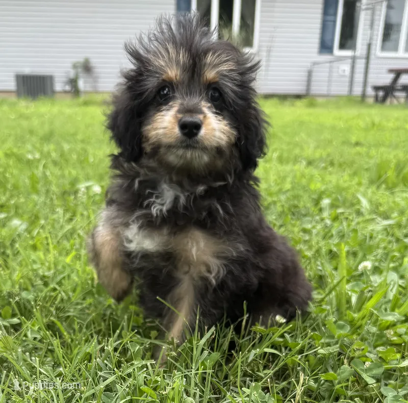 Lexis – Miniature Aussiedoodle puppy for sale in Lamar, MO