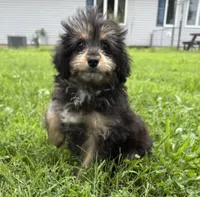 Lexis, a female Miniature Aussiedoodle for sale in Lamar, MO – 1 of 4