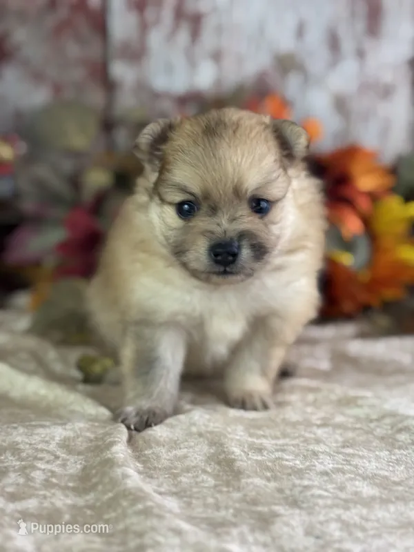 Conwell – Pomeranian puppy for sale in Lamar, MO