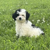 Lauren, a female Miniature Aussiedoodle for sale in Lamar, MO – 3 of 7
