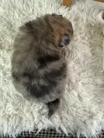 Stiffler, a male Pomeranian for sale in Lamar, MO – 2 of 4