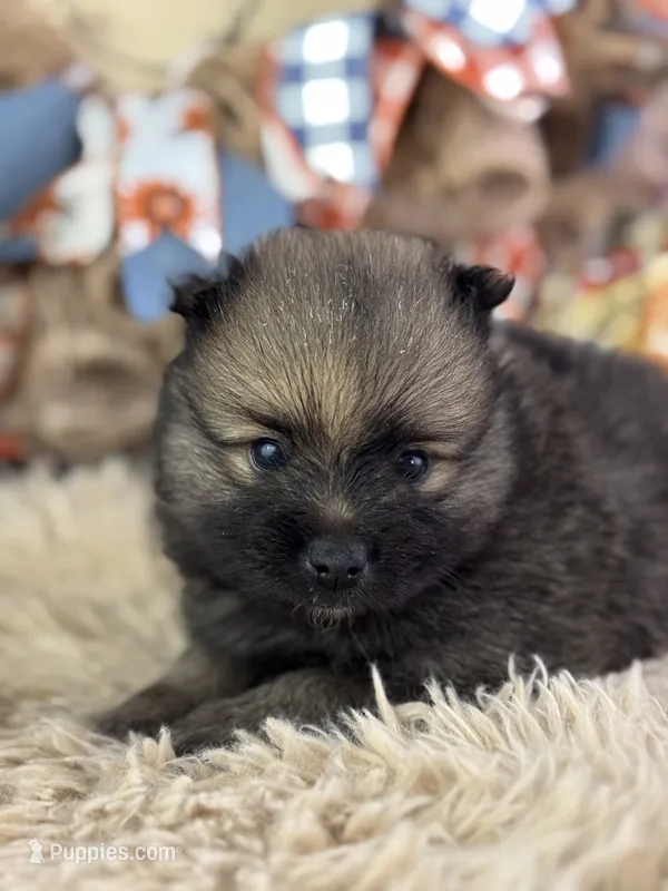 Fudge – Pomeranian puppy for sale in Lamar, MO