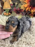 Markos, a male Miniature Dachshund for sale in Lamar, MO – 5 of 8