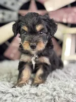Levi, a male Miniature Aussiedoodle for sale in Lamar, MO – 1 of 7