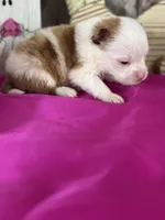 Al, a male Pomeranian for sale in Lamar, MO – Photo 4 of 4