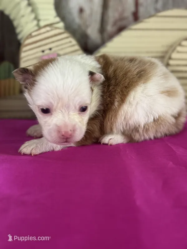 Al – Pomeranian puppy for sale in Lamar, MO