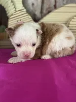 Al, a male Pomeranian for sale in Lamar, MO – Photo 1 of 4