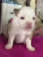 Al, a male Pomeranian for sale in Lamar, MO – Photo 2 of 4