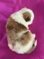 Al, a male Pomeranian for sale in Lamar, MO – Photo 3 of 4