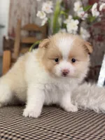 Emerson, a male Pomeranian for sale in Lamar, MO – 4 of 7