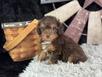 Linox, a male Miniature Aussiedoodle for sale in Lamar, MO – 5 of 6