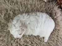 Ciera, a female Miniature Aussiedoodle for sale in Lamar, MO – 7 of 7