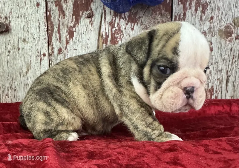 Astro – English Bulldog puppy for sale in Lamar, MO